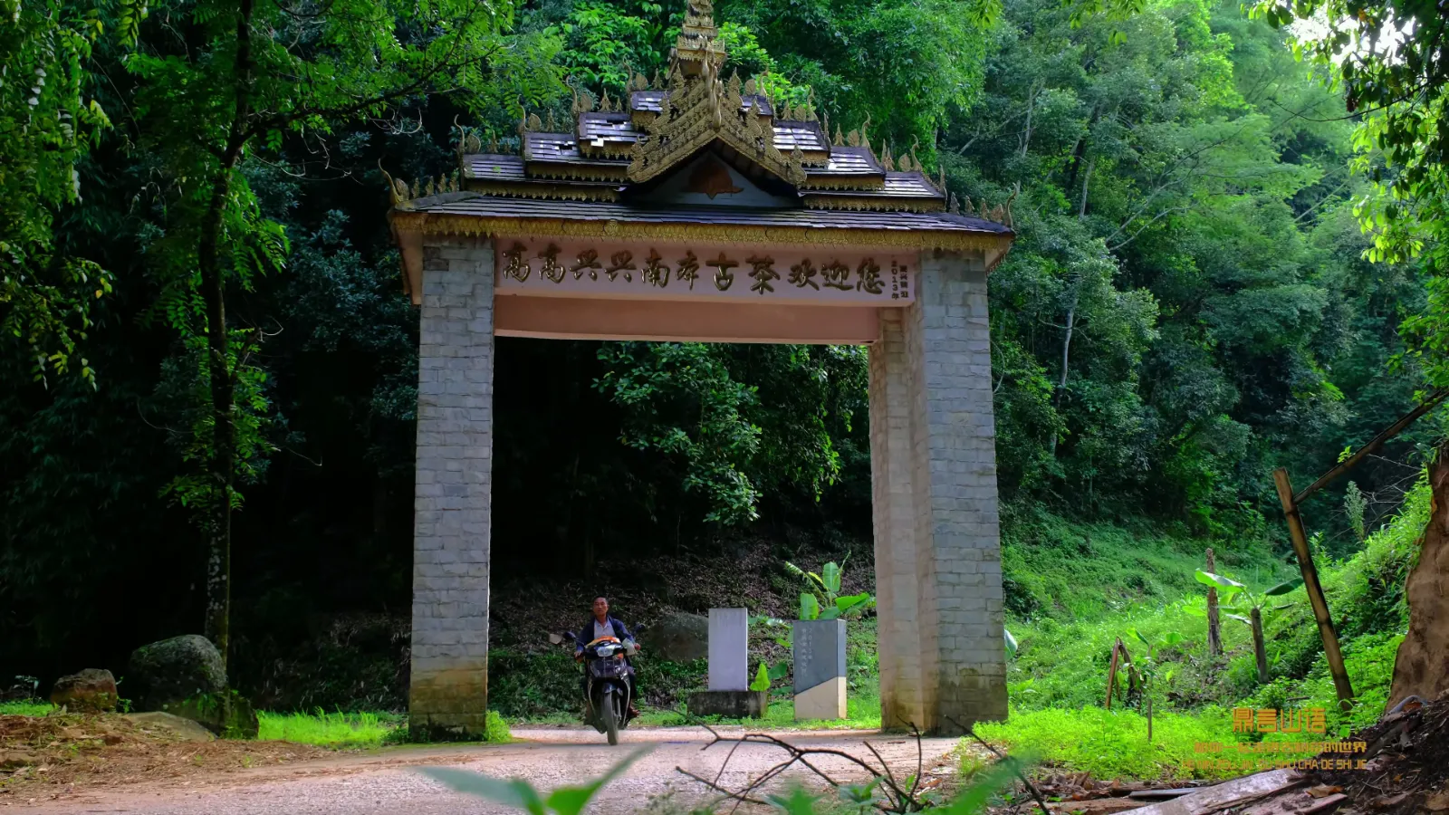 南本老寨茶园