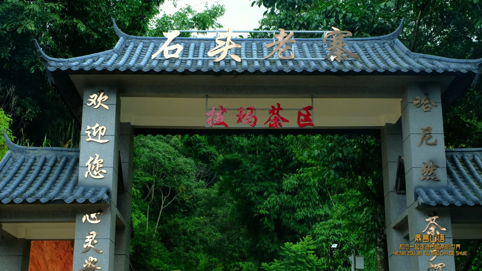 南糯山茶园