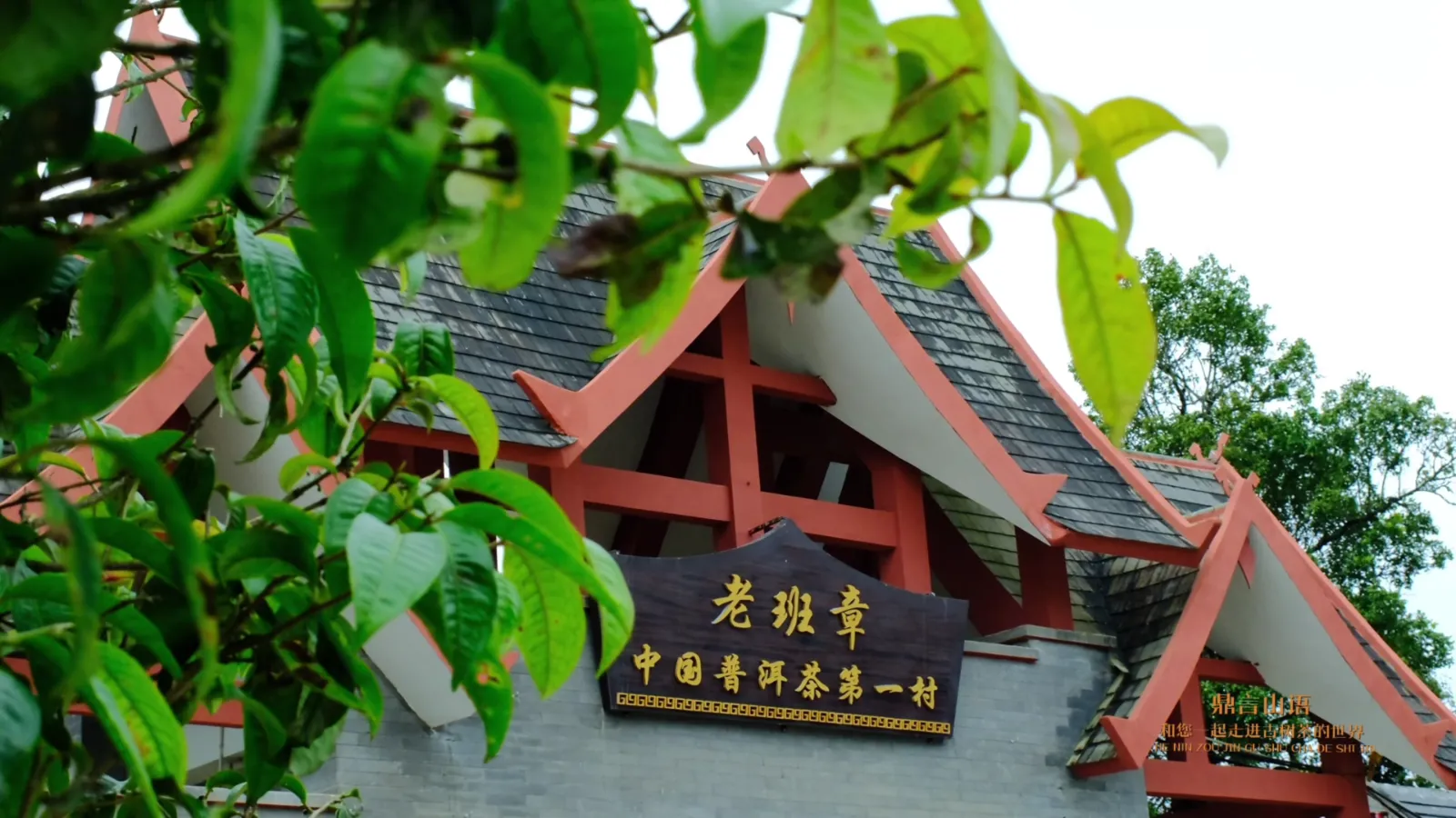 老班章茶园