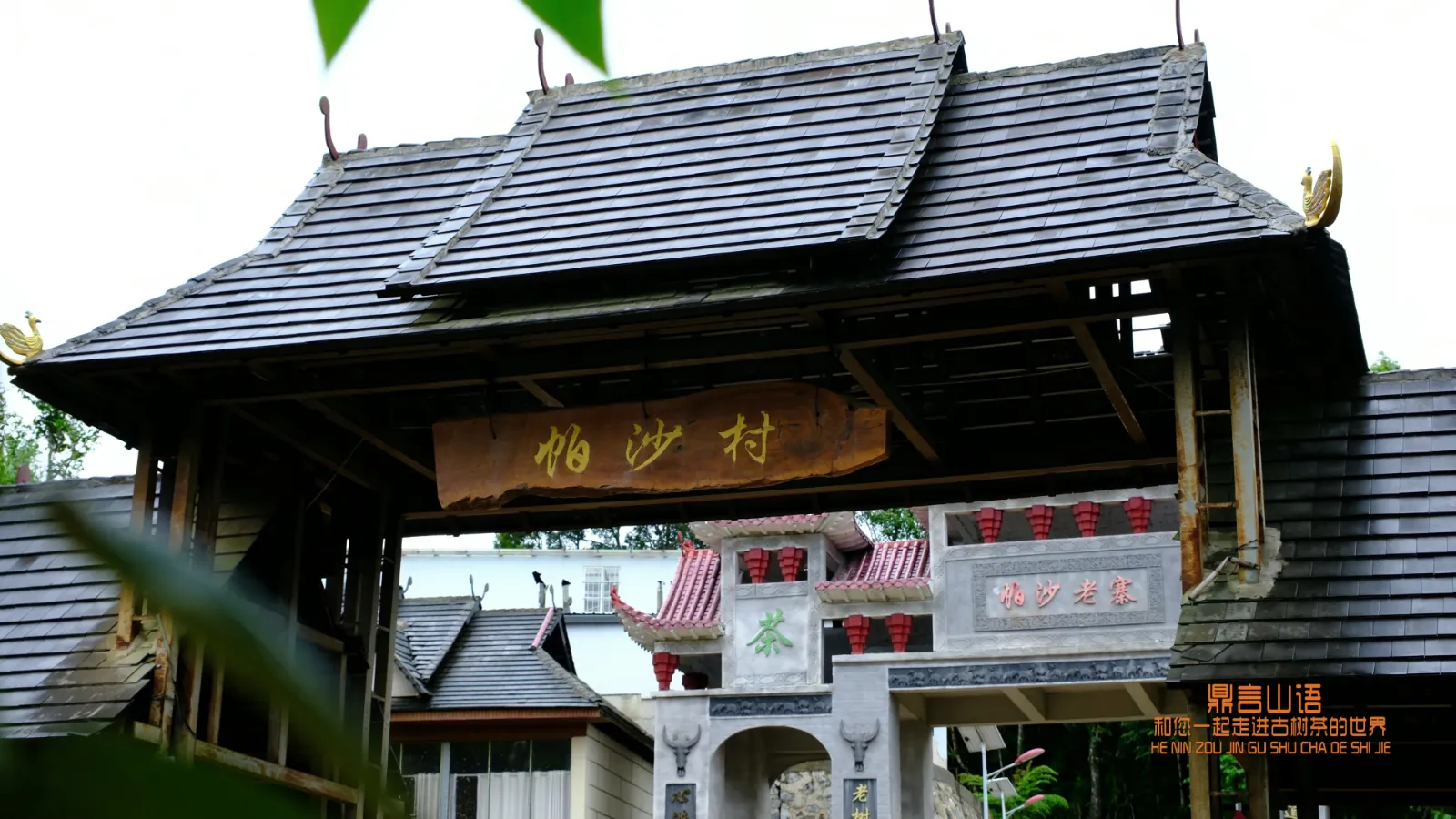 云南帕沙古茶园